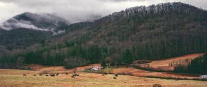 Preview wallpaper valley, mountains, grass, trees, fog