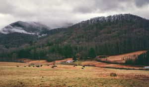 Preview wallpaper valley, mountains, grass, trees, fog