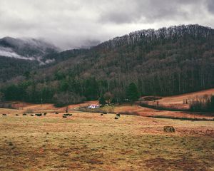 Preview wallpaper valley, mountains, grass, trees, fog