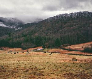 Preview wallpaper valley, mountains, grass, trees, fog