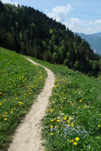 Preview wallpaper valley, path, forest, landscape