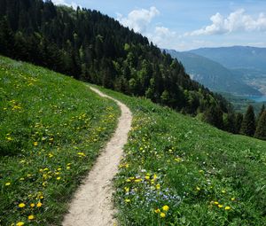 Preview wallpaper valley, path, forest, landscape