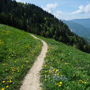 Preview wallpaper valley, path, forest, landscape