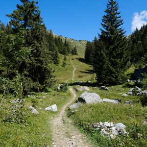 Preview wallpaper valley, path, trees, nature, landscape