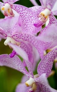 Preview wallpaper vanda, flowers, petals, purple, blur