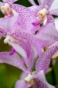 Preview wallpaper vanda, flowers, petals, purple, blur