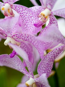 Preview wallpaper vanda, flowers, petals, purple, blur