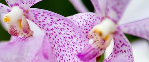 Preview wallpaper vanda, flowers, petals, purple, blur