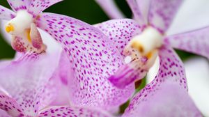 Preview wallpaper vanda, flowers, petals, purple, blur