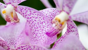 Preview wallpaper vanda, flowers, petals, purple, blur