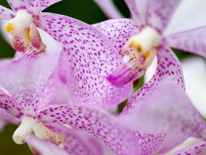 Preview wallpaper vanda, flowers, petals, purple, blur