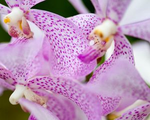 Preview wallpaper vanda, flowers, petals, purple, blur