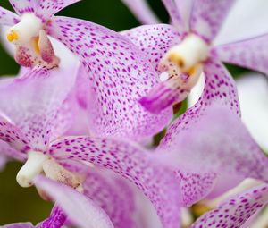 Preview wallpaper vanda, flowers, petals, purple, blur