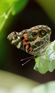 Preview wallpaper vanessa cardui, butterfly, leaves, macro