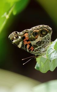 Preview wallpaper vanessa cardui, butterfly, leaves, macro