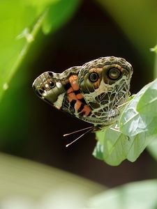 Preview wallpaper vanessa cardui, butterfly, leaves, macro