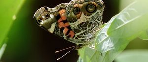 Preview wallpaper vanessa cardui, butterfly, leaves, macro