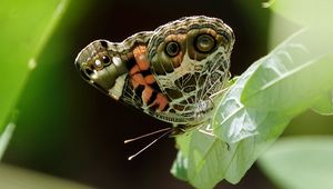 Preview wallpaper vanessa cardui, butterfly, leaves, macro