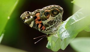 Preview wallpaper vanessa cardui, butterfly, leaves, macro