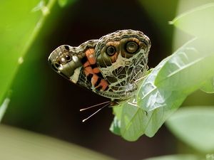 Preview wallpaper vanessa cardui, butterfly, leaves, macro