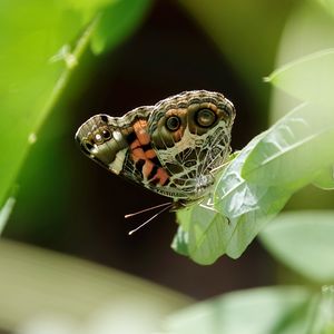 Preview wallpaper vanessa cardui, butterfly, leaves, macro