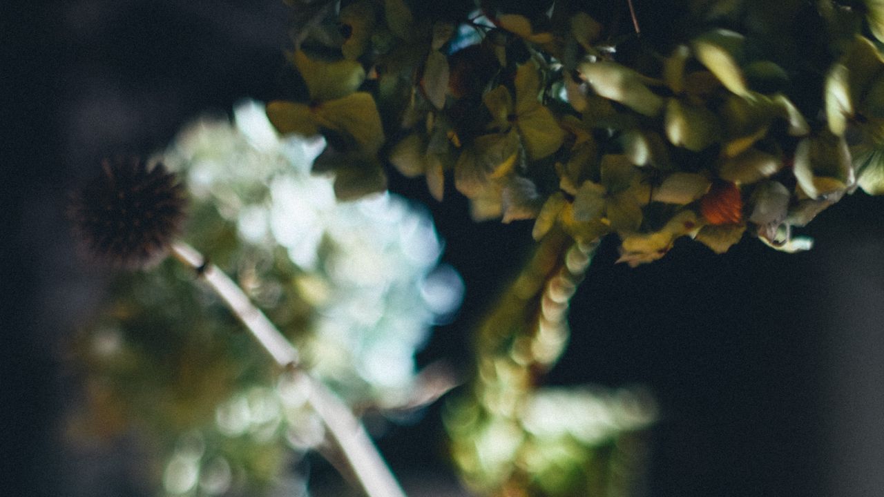 Wallpaper vase, flowers, dried flowers, blur