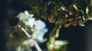 Preview wallpaper vase, flowers, dried flowers, blur