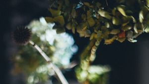 Preview wallpaper vase, flowers, dried flowers, blur