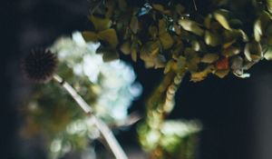 Preview wallpaper vase, flowers, dried flowers, blur