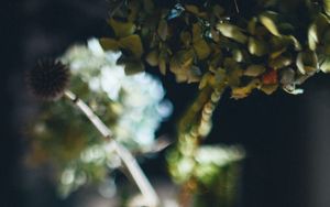 Preview wallpaper vase, flowers, dried flowers, blur