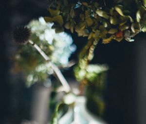 Preview wallpaper vase, flowers, dried flowers, blur