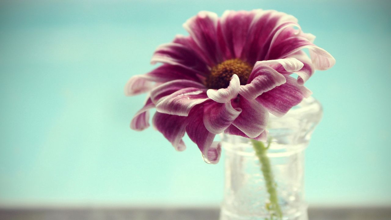 Wallpaper vase, petals, water, flower