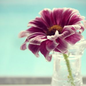 Preview wallpaper vase, petals, water, flower