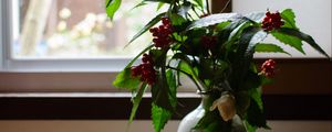 Preview wallpaper vase, plant, branches, berries, window