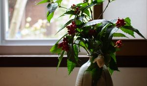 Preview wallpaper vase, plant, branches, berries, window