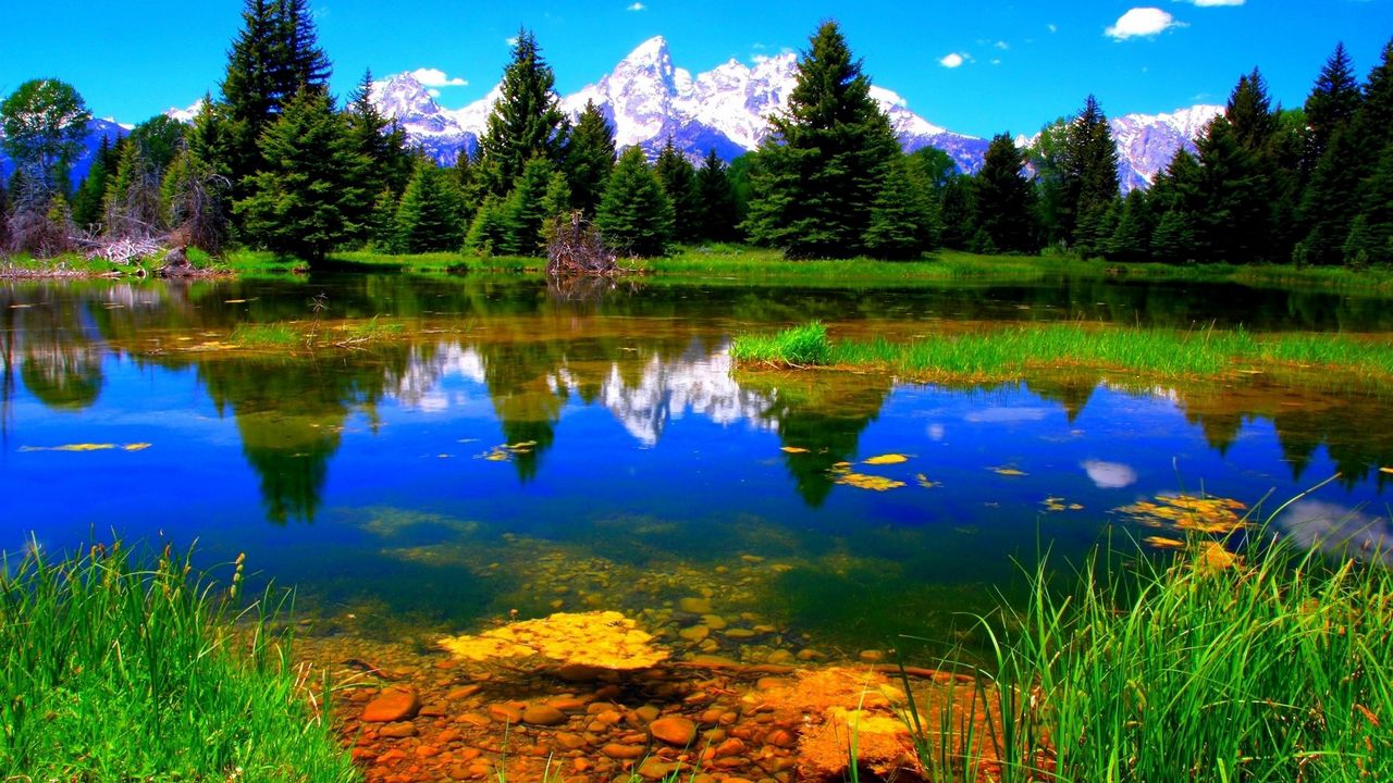 Wallpaper vegetation, lake, green, landscape