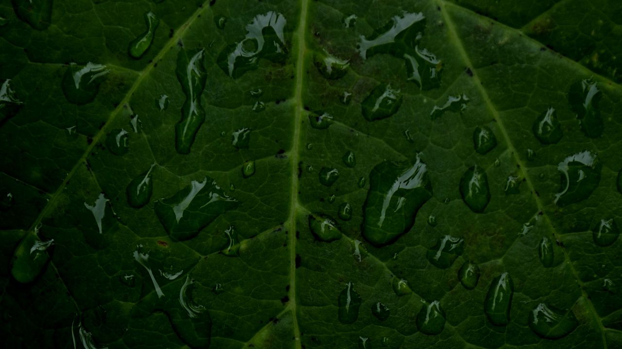Wallpaper veins, leaf, drops, macro, water