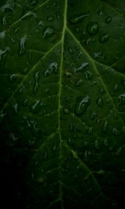 Preview wallpaper veins, leaf, drops, macro, water