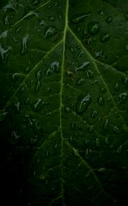 Preview wallpaper veins, leaf, drops, macro, water