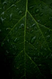 Preview wallpaper veins, leaf, drops, macro, water