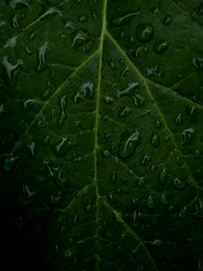 Preview wallpaper veins, leaf, drops, macro, water