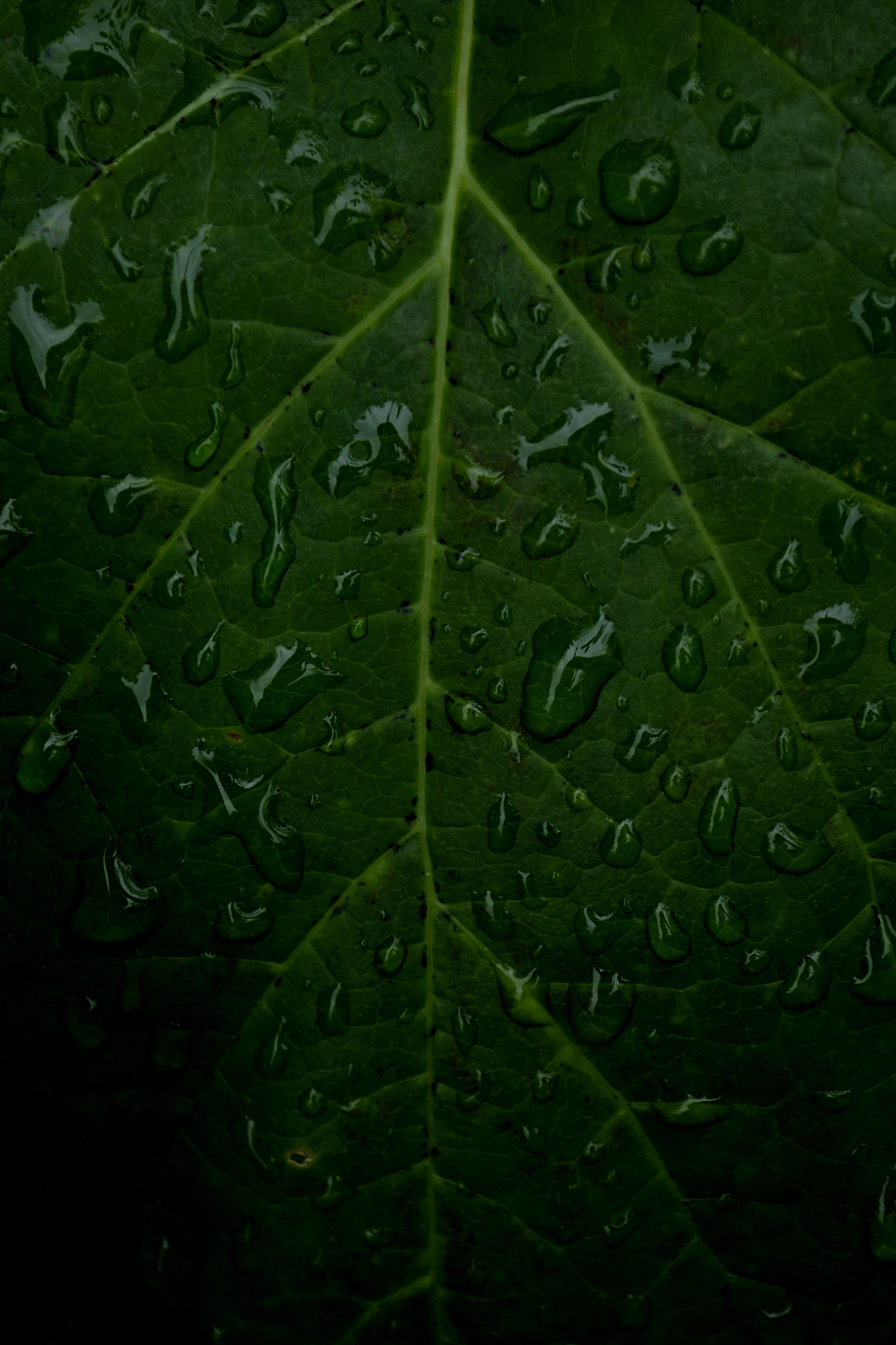 Download wallpaper 2666x4000 veins, leaf, drops, macro, water hd background