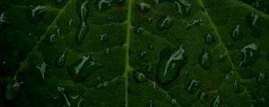 Preview wallpaper veins, leaf, drops, macro, water