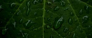 Preview wallpaper veins, leaf, drops, macro, water