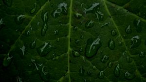 Preview wallpaper veins, leaf, drops, macro, water