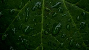Preview wallpaper veins, leaf, drops, macro, water