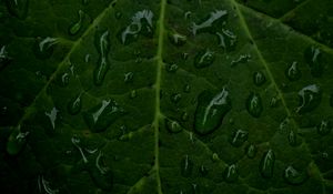 Preview wallpaper veins, leaf, drops, macro, water