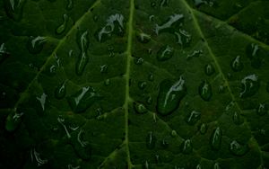 Preview wallpaper veins, leaf, drops, macro, water