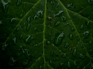 Preview wallpaper veins, leaf, drops, macro, water