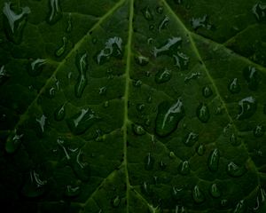 Preview wallpaper veins, leaf, drops, macro, water